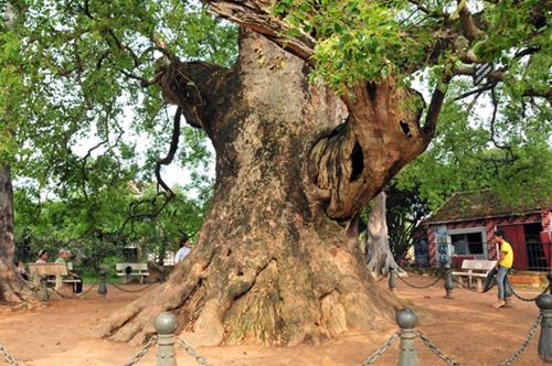 Độc đáo cây Dã Hương hơn 1000 năm tuổi